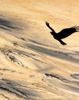 Sandy Soar