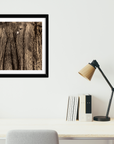 Moonlit Forest