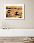 Canadian Goose