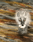 Arctic Fox