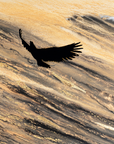 Eagle in Flight