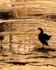 Canadian Goose