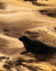 Seal Searching