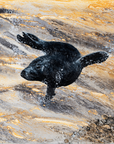Swimming Seal