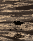 Footsteps in the Sand
