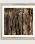 Moonlit Forest