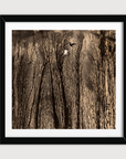 Moonlit Forest