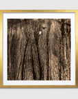 Moonlit Forest
