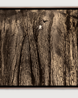 Moonlit Forest