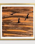 Flight of Freedom