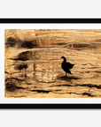 Canadian Goose