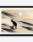 Arabian Sand Gazelle