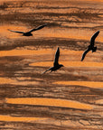 Flight of Freedom