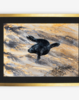 Swimming Seal