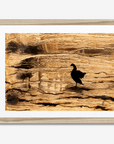 Canadian Goose
