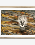 Arctic Fox