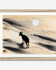 Arabian Sand Gazelle