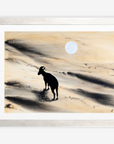 Arabian Sand Gazelle