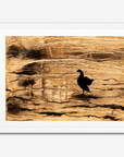 Canadian Goose